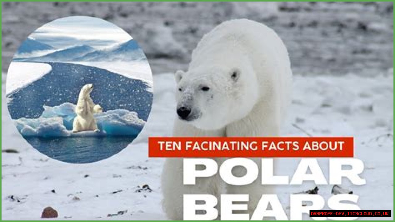 Discovering The Marvels Of Polar Bears In Arlington: A Comprehensive Guide